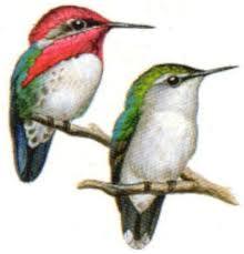 locmai1